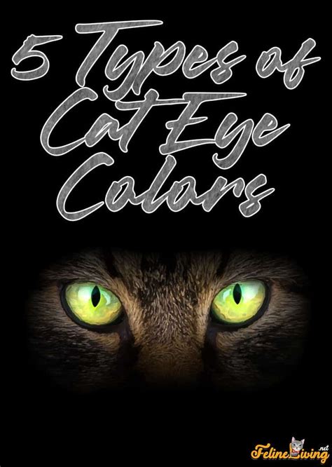 5 Types Of Cat Eye Colors: The Best Explanations.